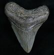 Megalodon Tooth #6988-1